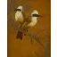 Vente par "Nicolas Nouvelet SVV" du 23/06/2026 - Couple de Garulax  (lot n°86)